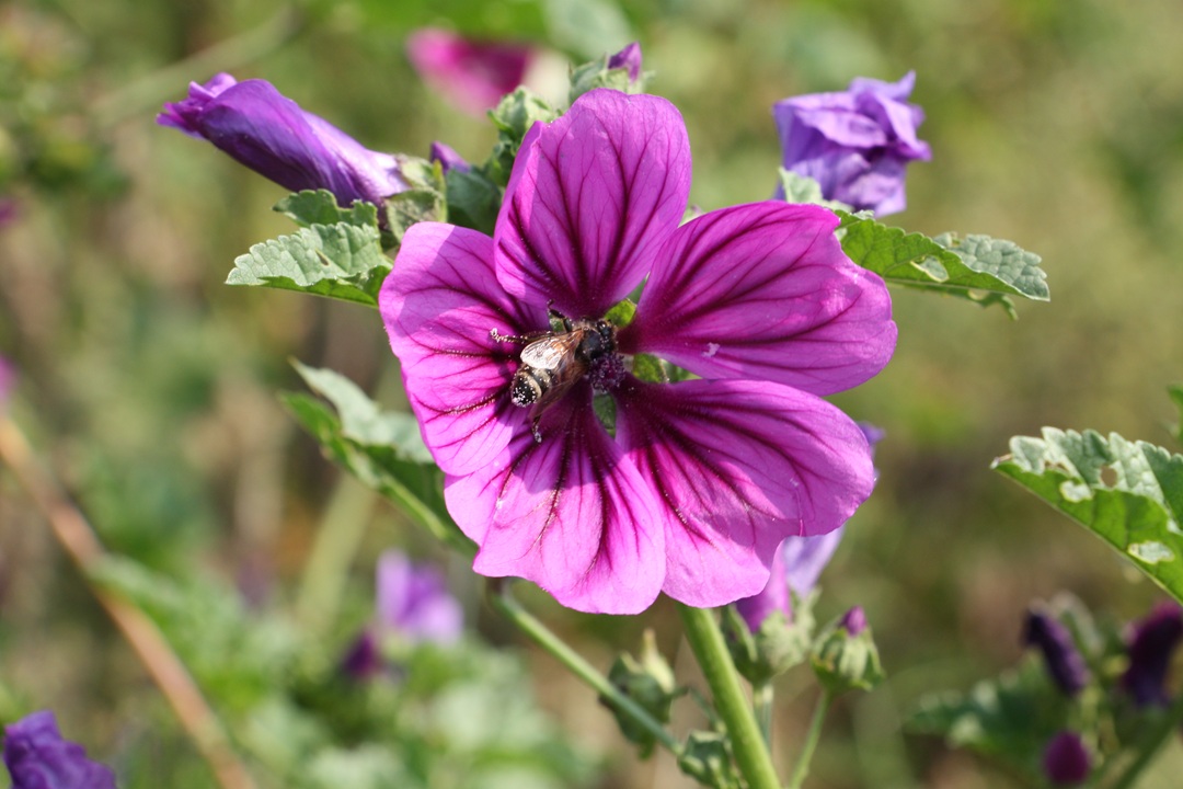Wettbewerb „Bienenfreunde Thüringen“ 2026