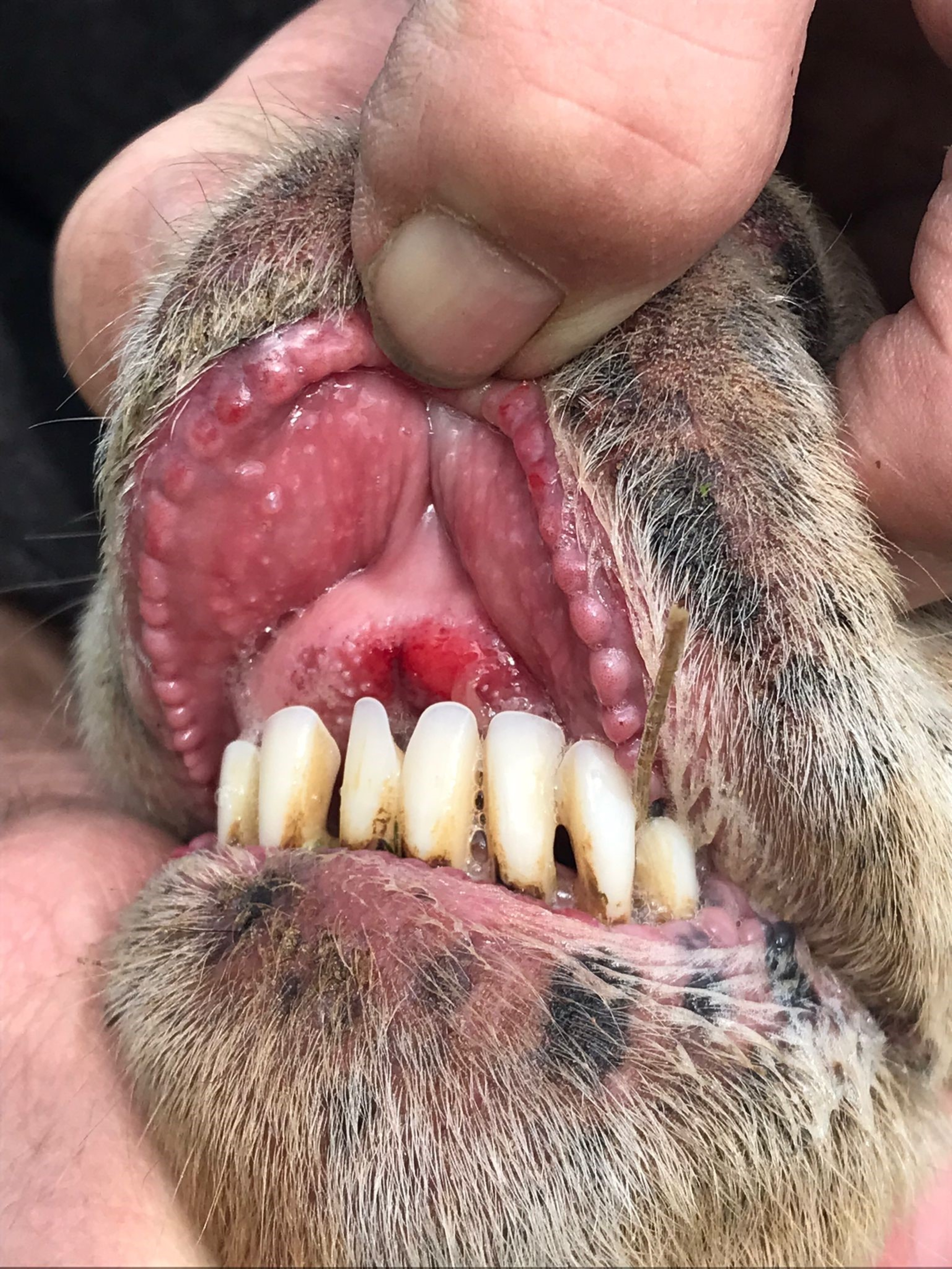 Blauzungenkrankheit Holsteg BTV3hochgradigeEntzündungderDentalplatteSchaf