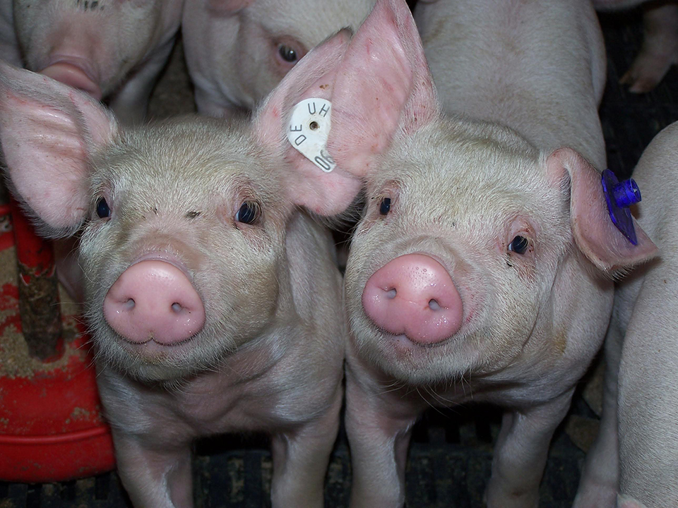 Bundestag beschließt Verschiebung des Tierhaltungskennzeichnungsgesetzes