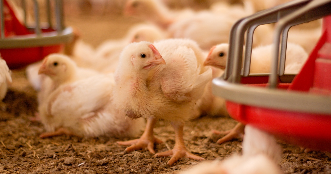 TA-Luft: Alternative Einstreulösung bei Hähnchenschwermast