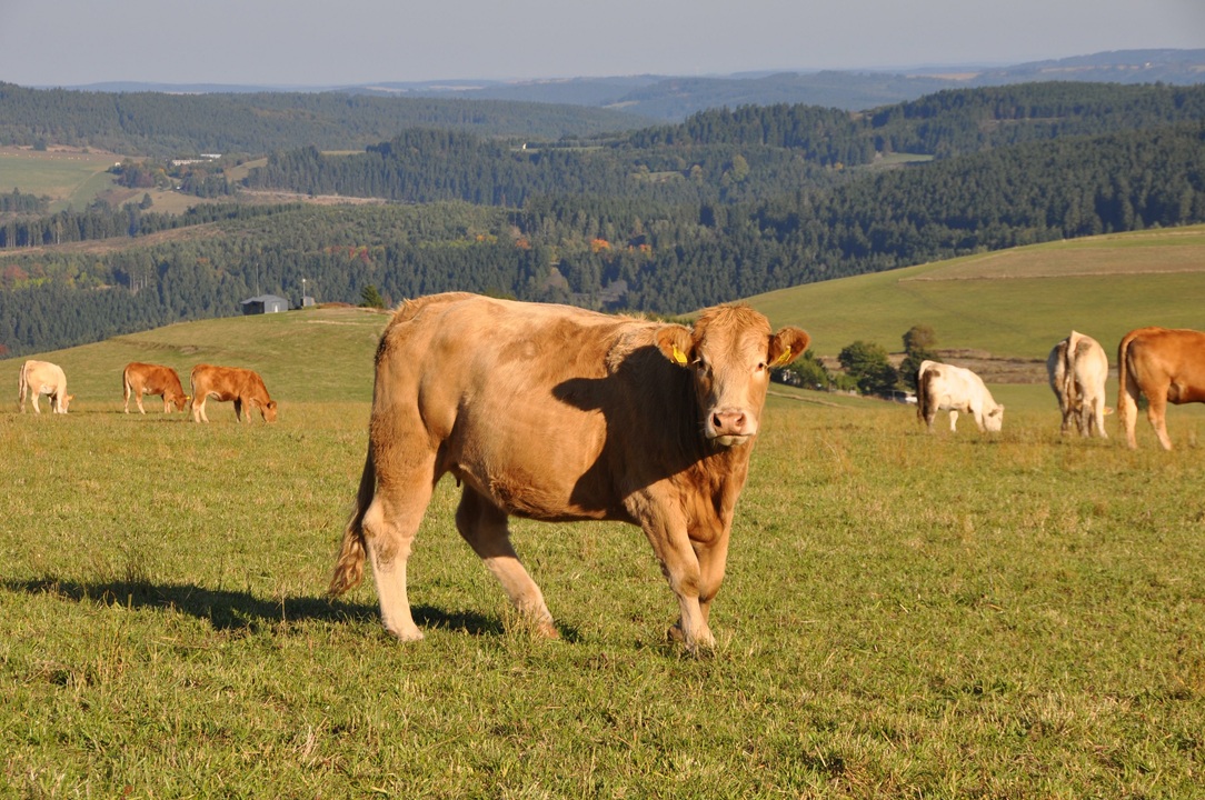 TBV-Präsidium diskutiert Förderwürdigkeit verbundener Unternehmen