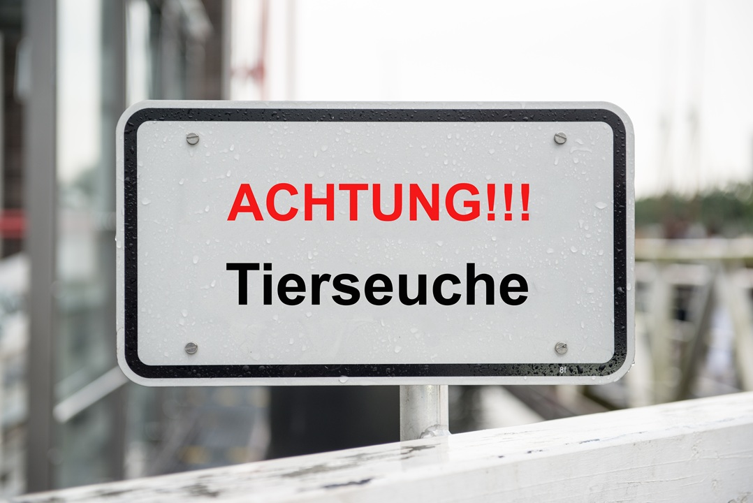 Erneute Feststellung der Blauzungenkrankheit in Hessen: Auswirkungen auf Thüringer Tierhaltende