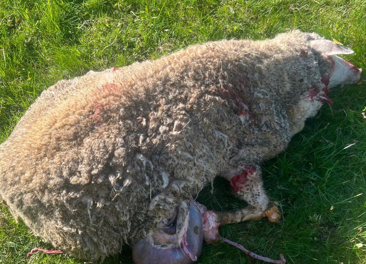 Übergriff auf Weidetiere in der thüringischen Rhön