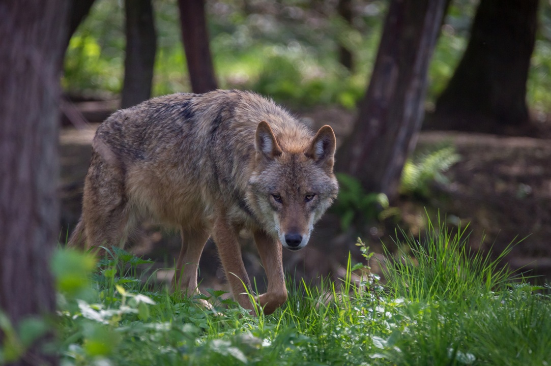 Neues Wolfsterritorium im Kreis Saalfeld-Rudolstadt