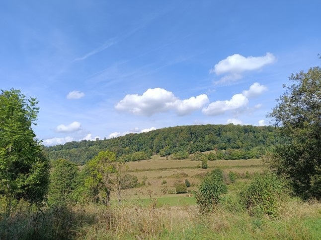 EU-Wiederherstellungsverordnung: Gutachten sieht Gefahr für Landwirtschaft und Forst