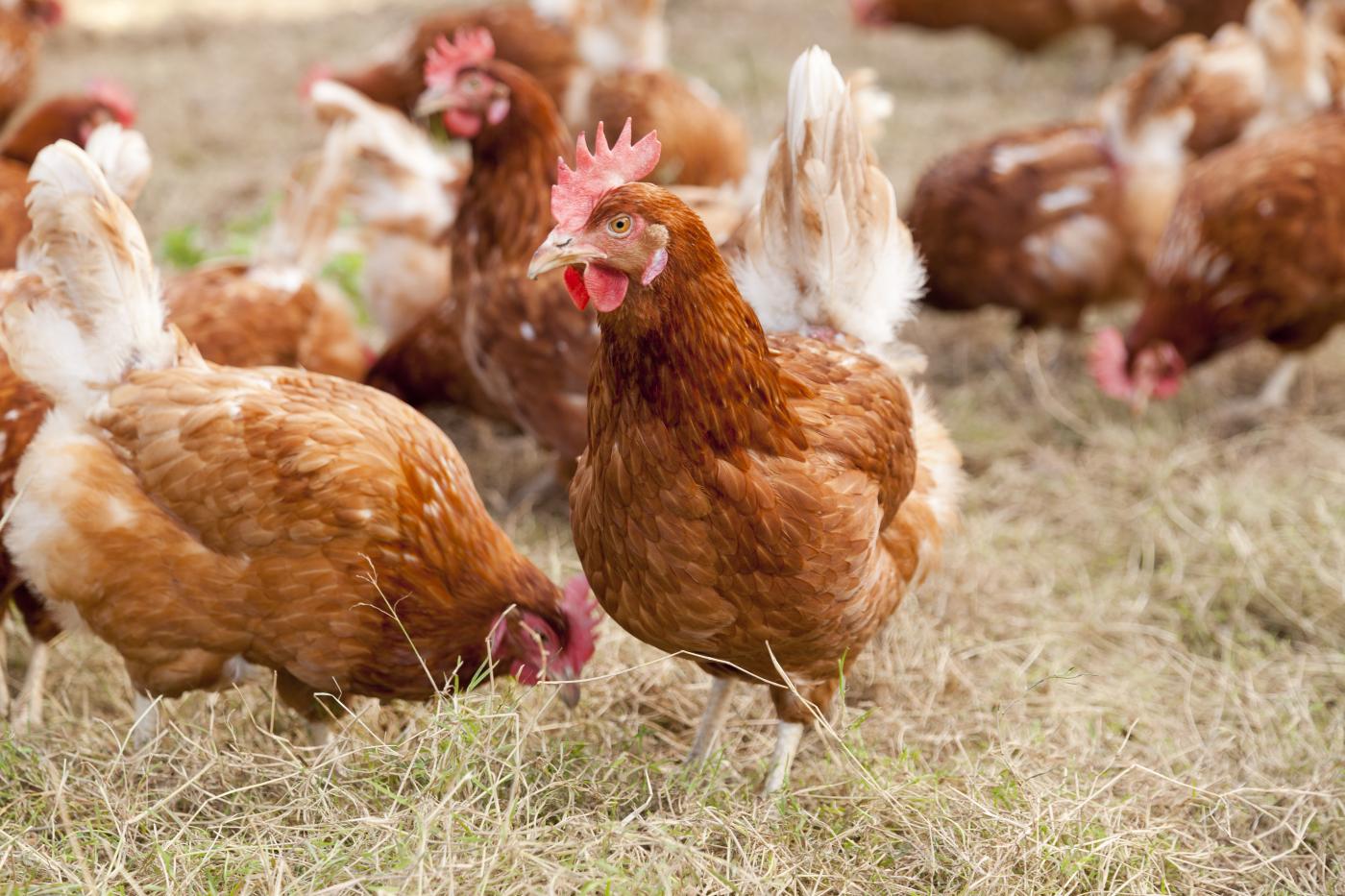 Geflügelhalter aufgepasst! Thüringer Geflügeltag am 28. Oktober