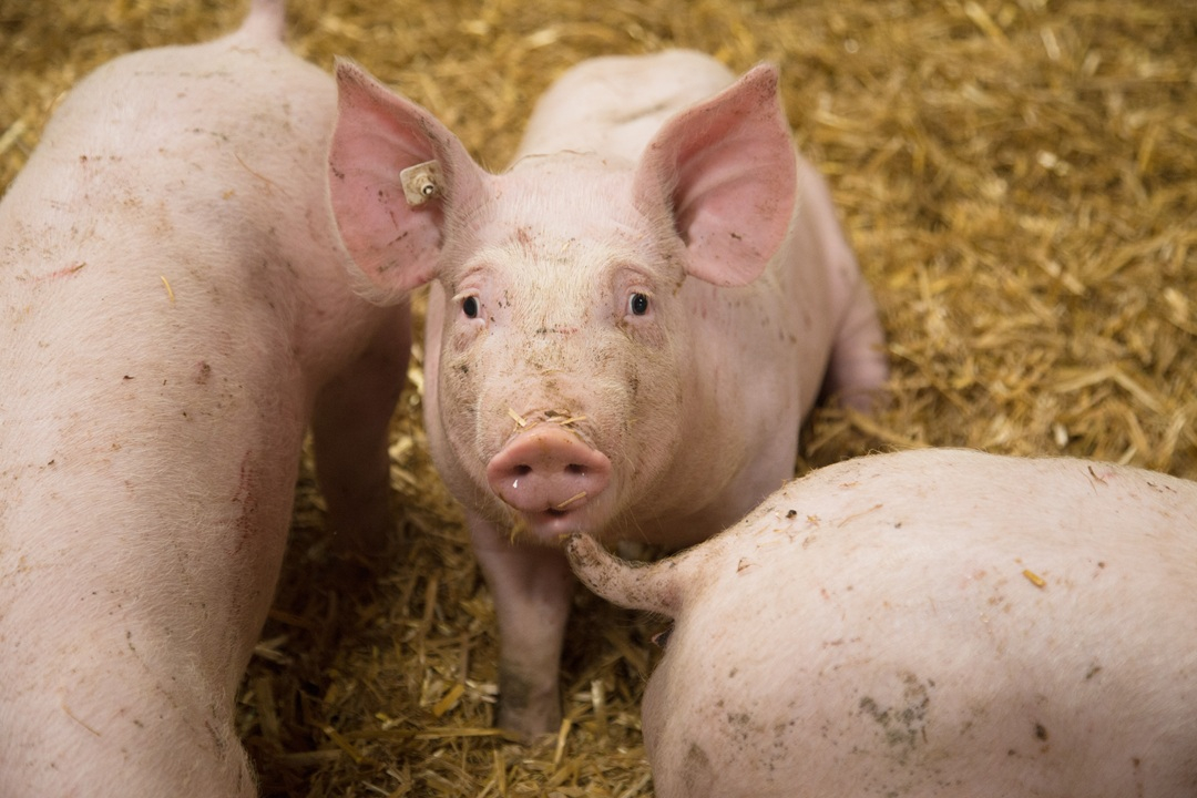 Meldepflicht für Mastschweinehalter im Rahmen des Tierhaltungskennzeichnungsgesetz