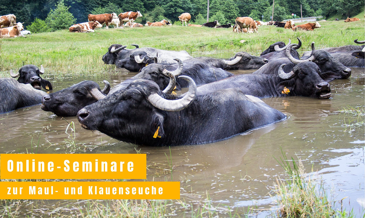 Online-Seminare zur Maul- und Klauenseuche