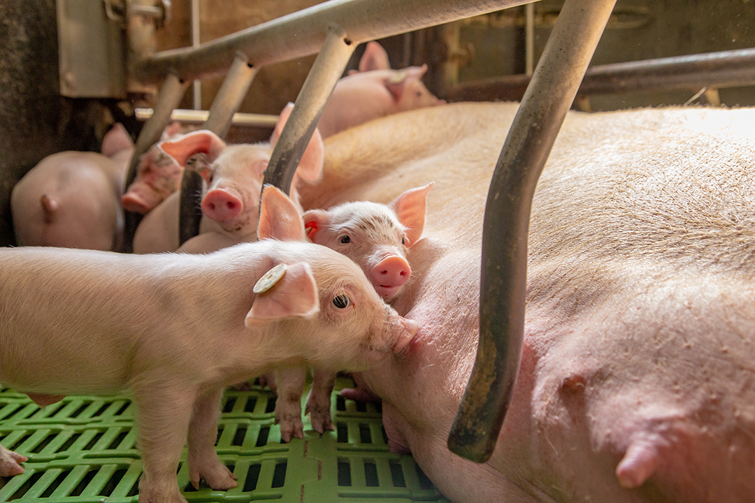 Schwerpunkt Tierschutzgesetz