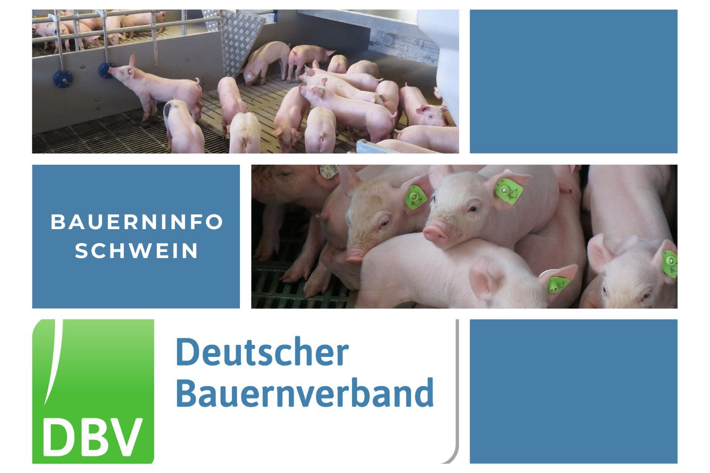 Bauerninfo Schwein 40/2025