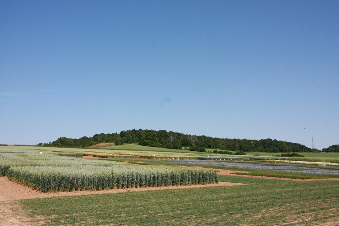 Neue Züchtungsmethoden: Patentierung stellt weiterhin größtes Problem dar