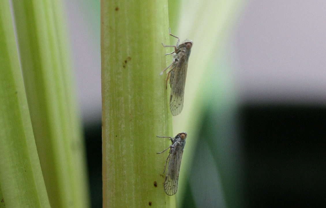 Die Schilf-Glasflügelzikade – ein neuer Schädling für Kulturpflanzen