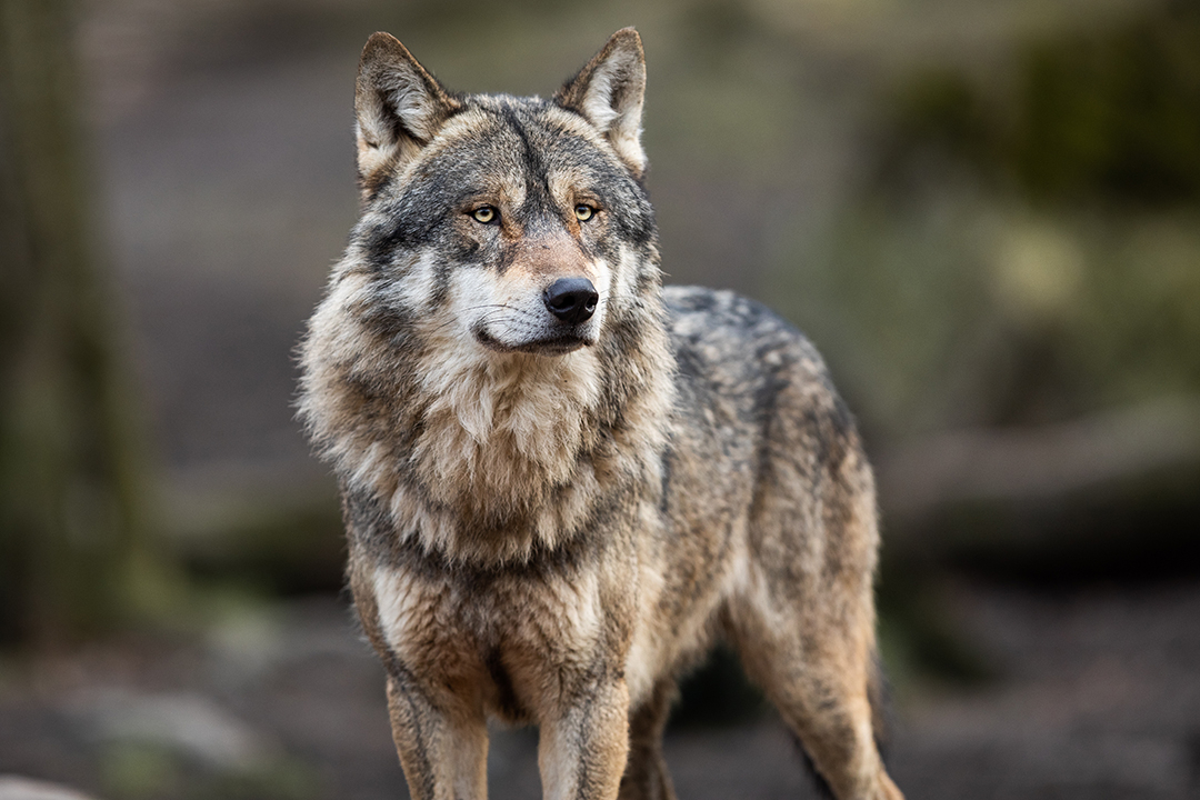 Mehrheit für Herabstufung des Schutzstatus des Wolfes