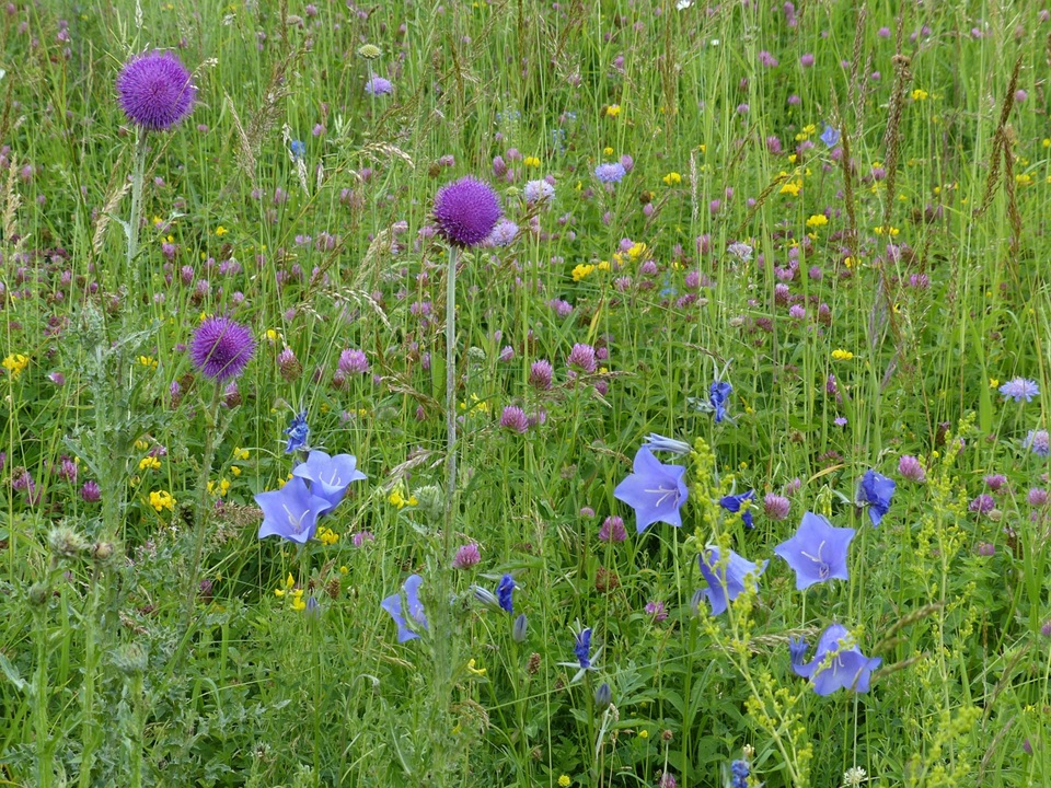 Starke Nachfrage nach Ökoregelungen: Kürzung der Basisprämie droht