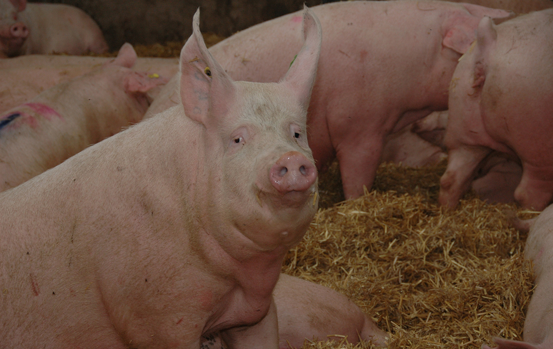 Veranstaltungen im Schweinebereich