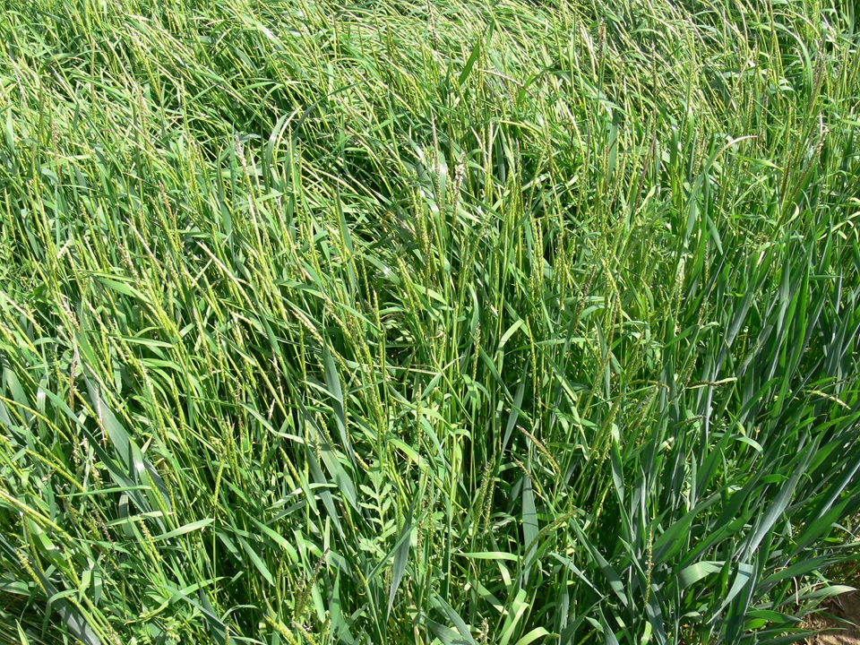 Feldtag: Bekämpfung von Ackerfuchsschwanz