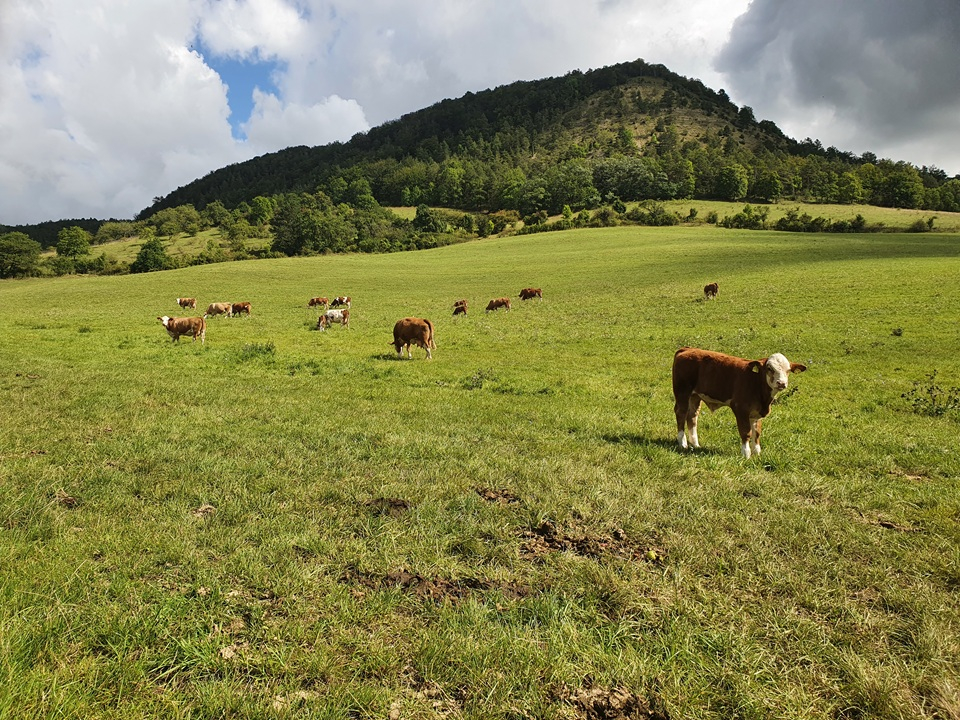 DBV-Fachausschuss Ökolandbau