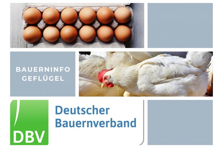 DBV Bauerninfo Geflügel 14/2024