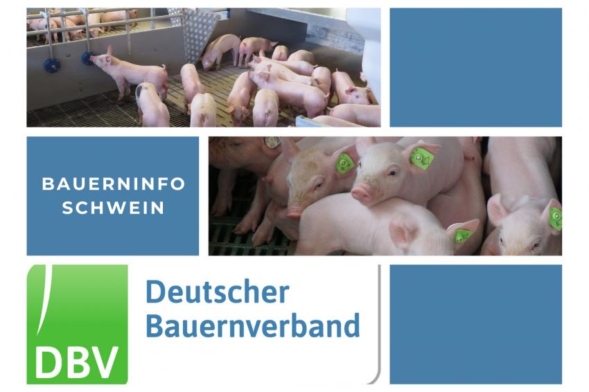 Bauerninfo Schwein 44/2023