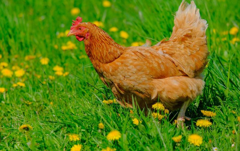 Veranstaltung zum Thema Geflügel – Netzwerk Fokus Tierwohl