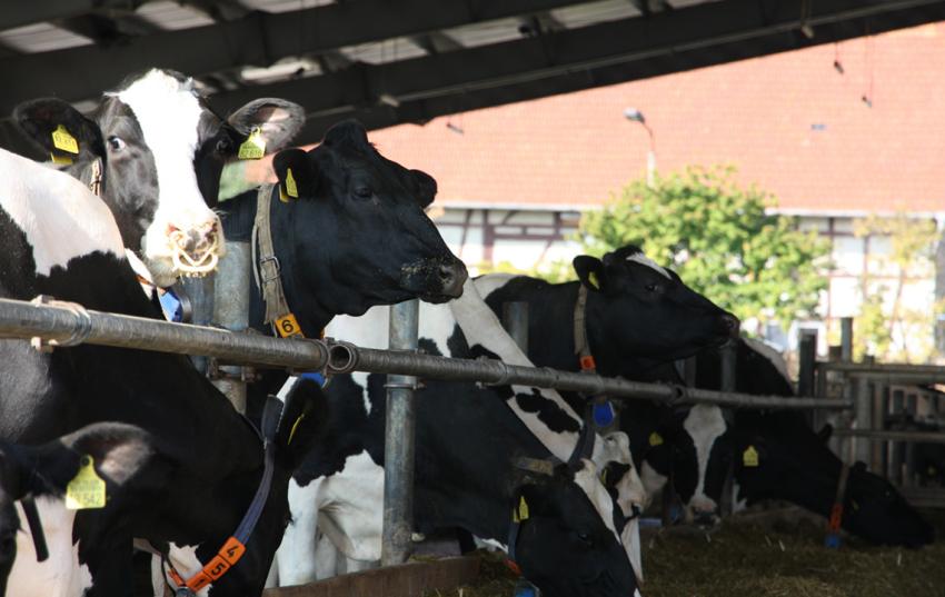 Tierzuchtbericht für das Berichtsjahr 2022 veröffentlicht