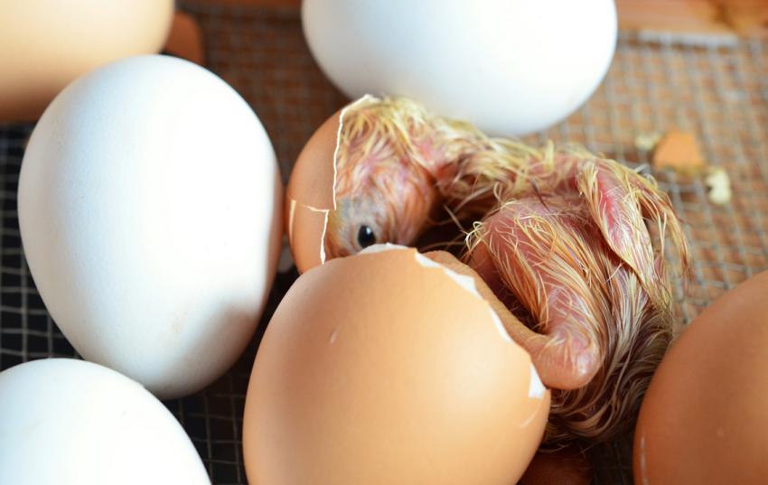 Fachausschuss &quot;Eier und Geflügel&quot;: Tierschutzrechtliche Planungen des Bundeslandwirtschaftsministeriums im Fokus