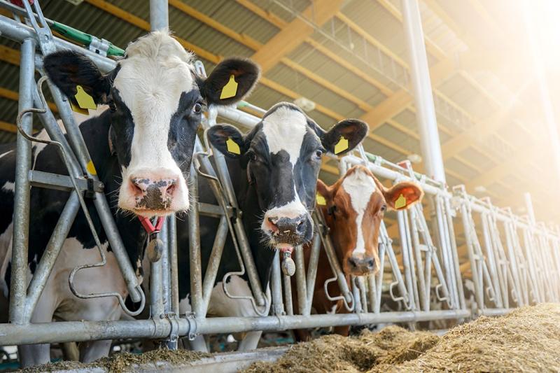 Medieneinladung: 27. Thüringer Milchtag am 3. März 2025