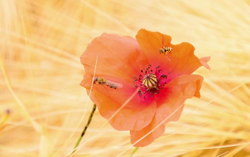 Umfrage zu Biodiversitätsberatung
