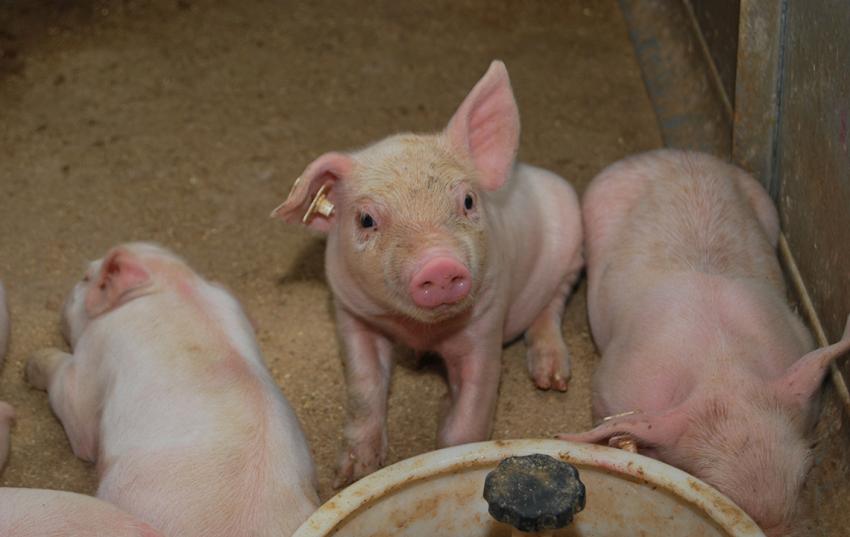 Medieninformation: Mitteldeutscher Schweinetag - Ostdeutsche Schweinehalter kämpfen mit historisch niedrigen Erlösen und explodierenden Futtermittelkosten