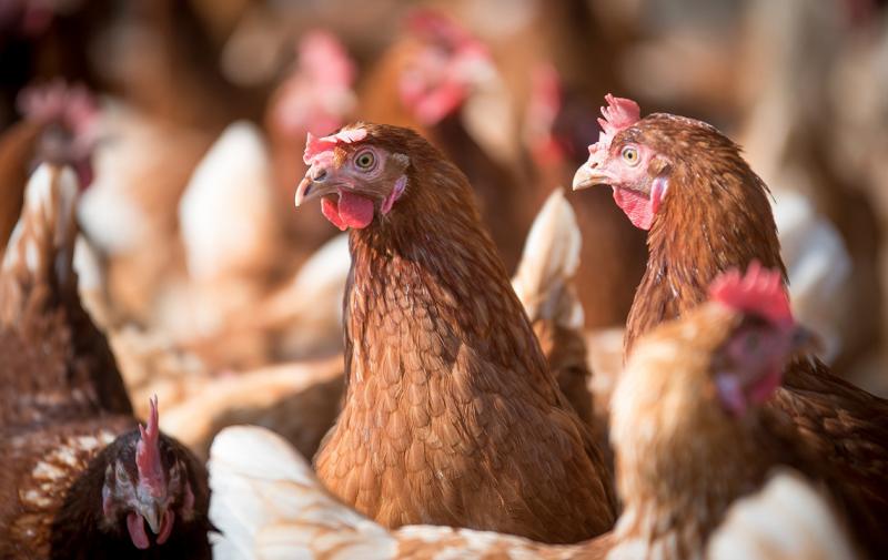 Zulassung von tierischen Proteinen für Nutztierfutter