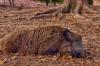 Afrikanische Schweinepest: Absicherung bei Ertragsausfällen