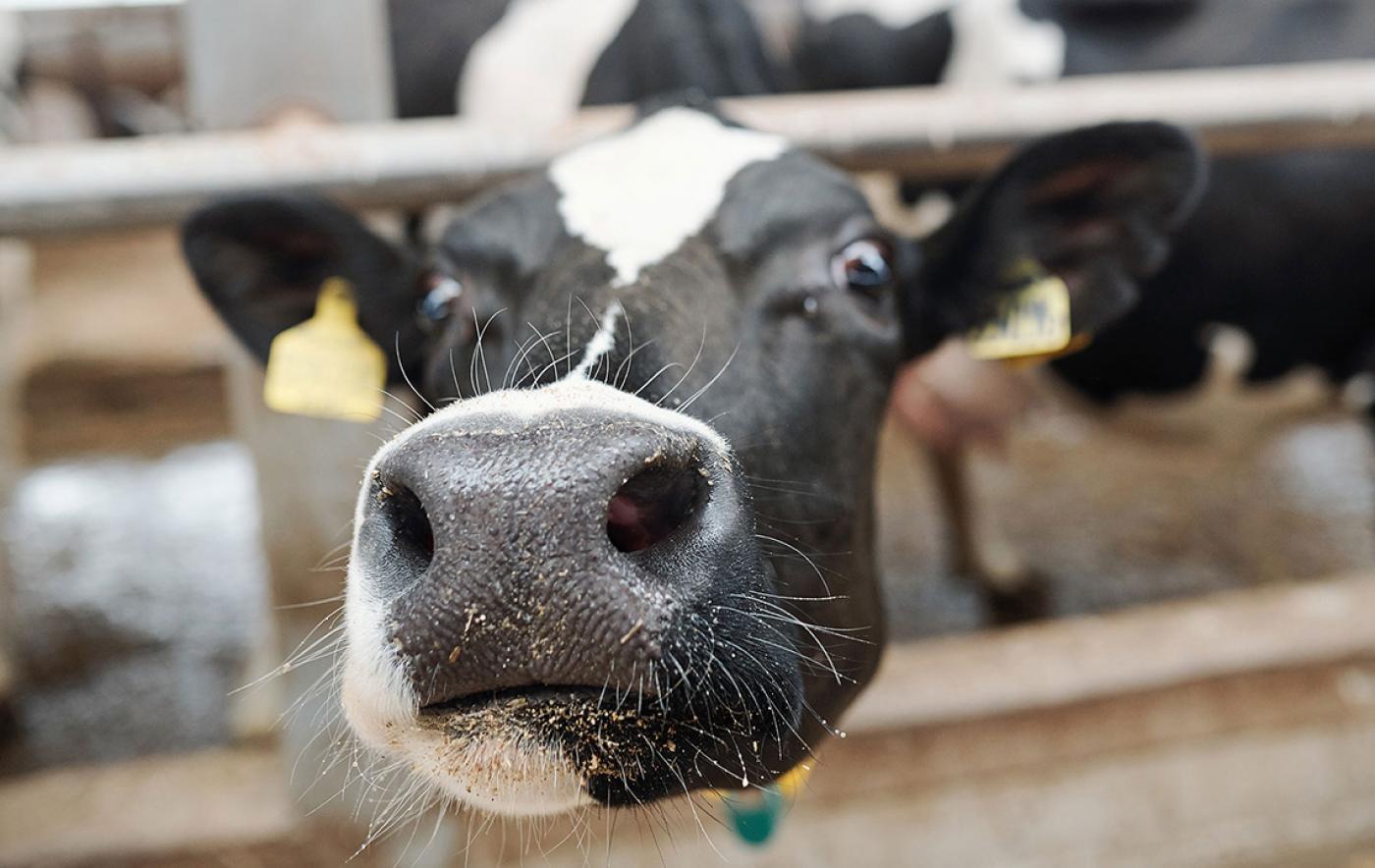 Thüringer Milchtag 2021 - Milchviehhaltung im neuen Jahrzehnt