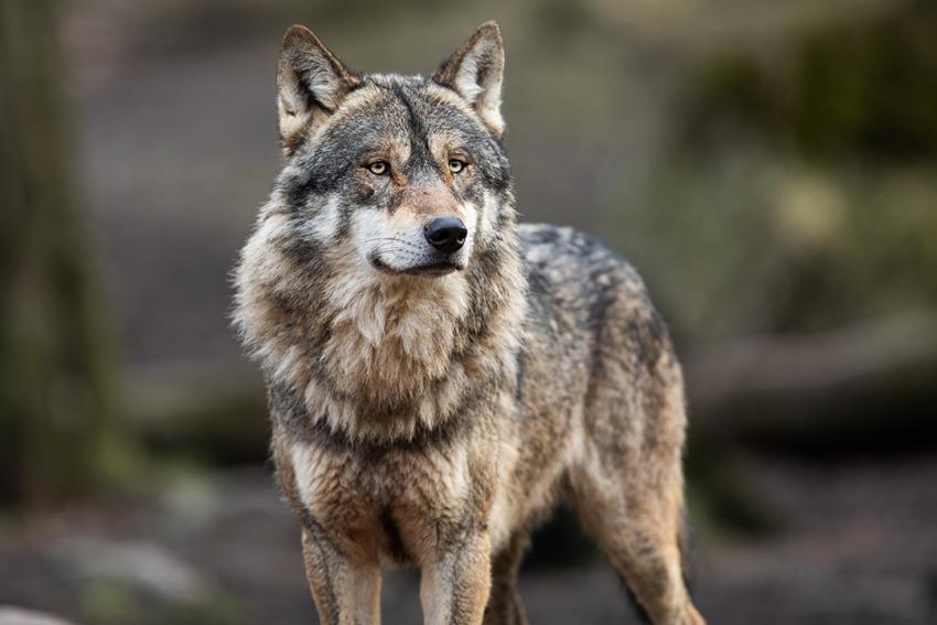 Verbände reichen Vorschläge zum weiteren rechtlichen Umgang mit dem Wolf ein