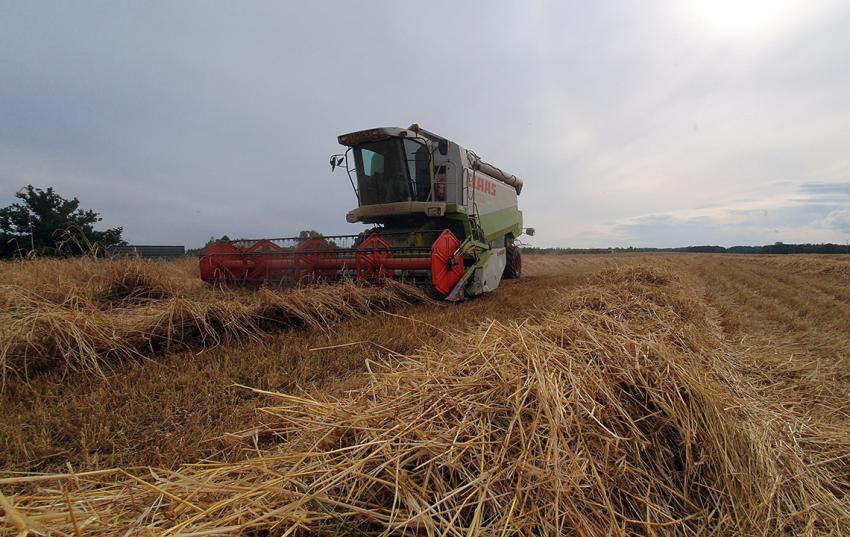 Medieninformation: Ernte 2021: Hohe Preise am Erzeugermarkt lassen Thüringer Landwirtschaftsbetriebe bei durchschnittlicher Ernte vielerorts etwas aufatmen