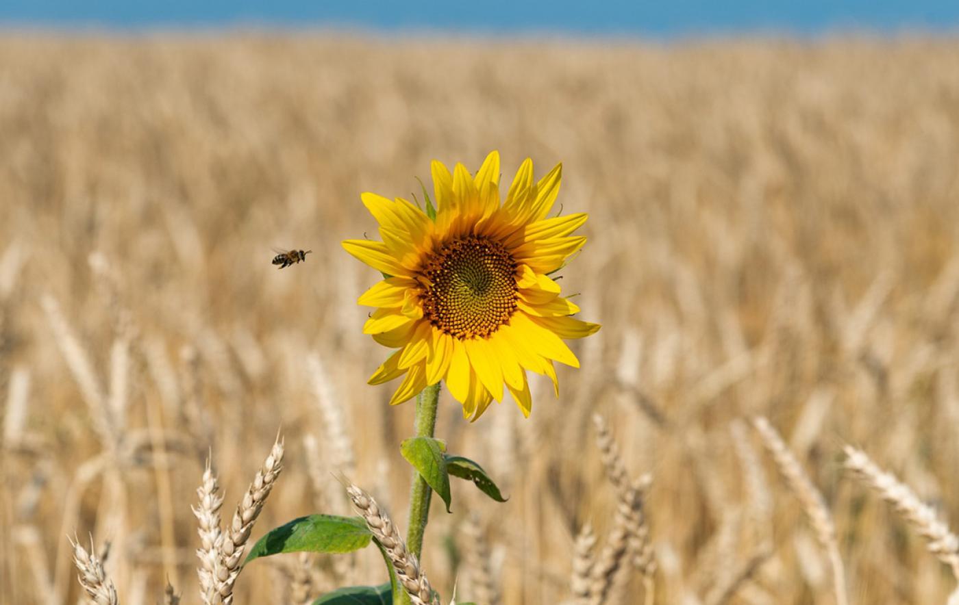 Oßmannstedter Gespräche am 4. März: Ist eine insektenfreundlichere Landwirtschaft möglich?