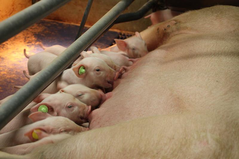 Fachausschuss Schweinefleisch des Deutschen Bauernverbandes tagte