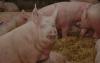 Schulung zur Antragstellung Tierwohlförderung
