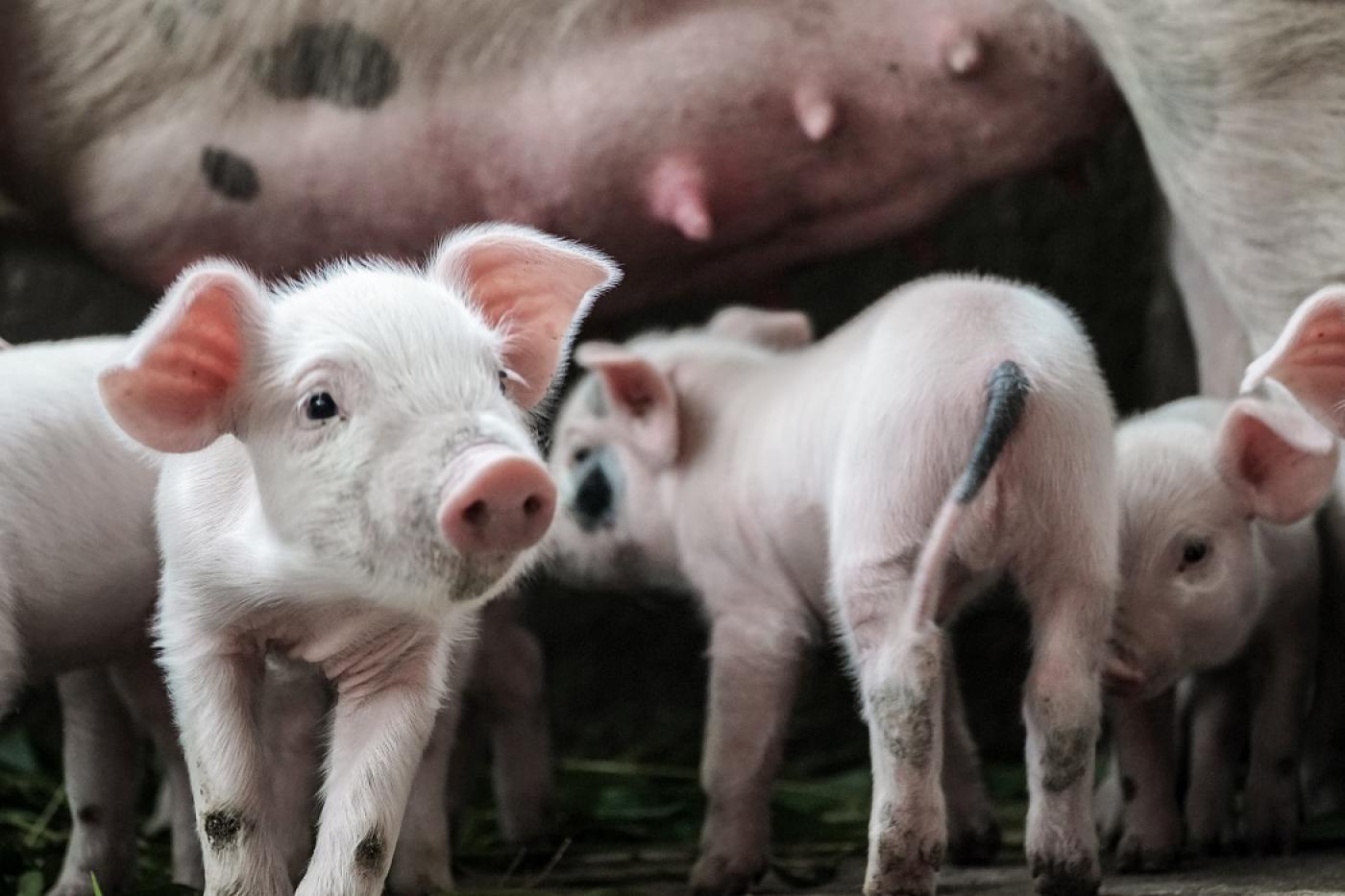 Umsetzung des „Aktionsplans zur Einhaltung der Rechtsvorschriften in Bezug auf das Schwänzekupieren beim Schwein“