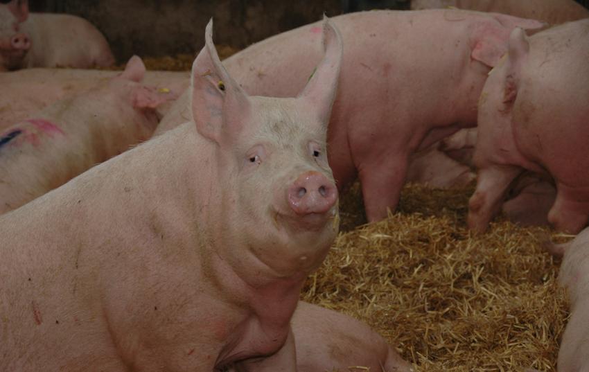 Verbändeallianz legt Konzept zum Tierhaltungskennzeichnungsgesetz vor