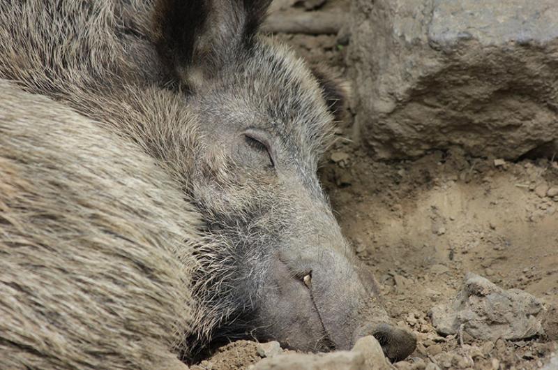 Sonder-Agrarministerkonferenz: Länder fordern vom Bund eine intensivere Bekämpfung der Afrikanischen Schweinepest