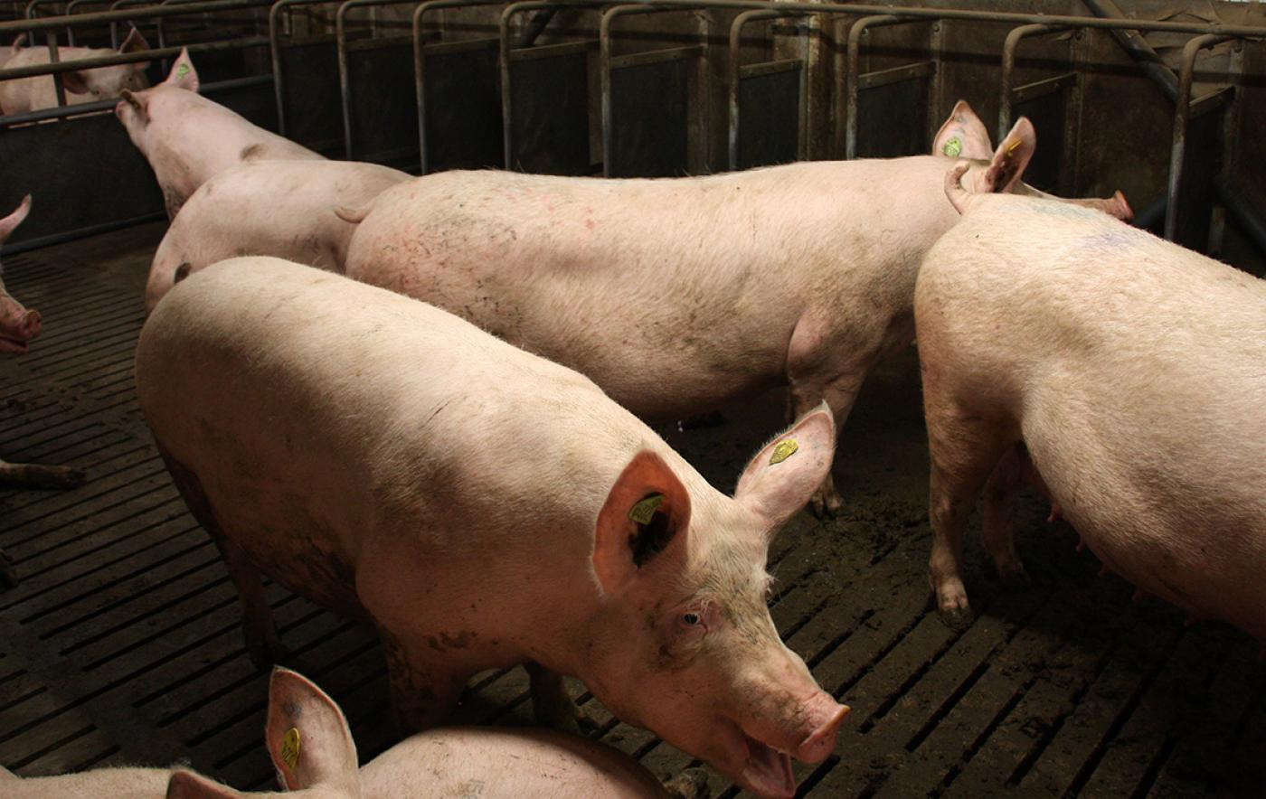 Zum Download: Unterlagen über aktuelle Situation am Schlachtschweinemarkt