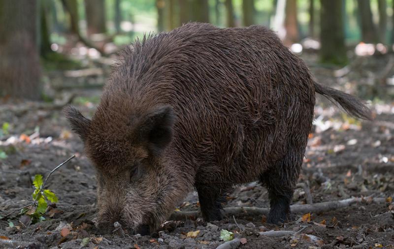 Umfrage zur Bekämpfung der Afrikanischen Schweinepest in deutschen Schwarzwildbeständen
