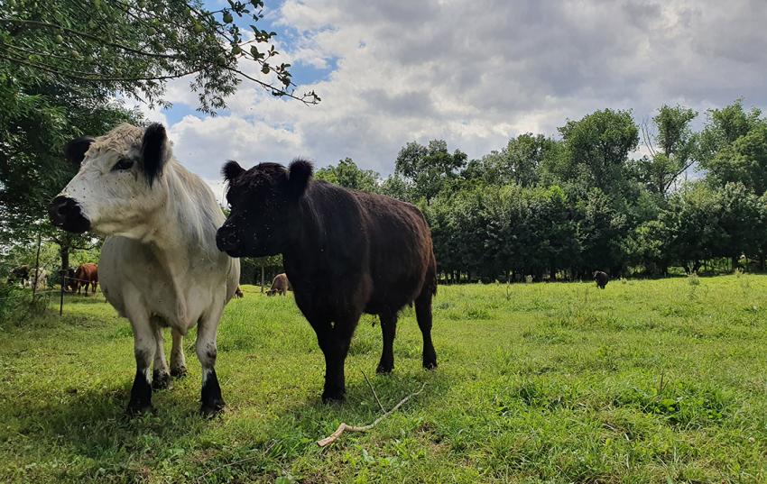 Information zur Thüringer Tierwohlförderung