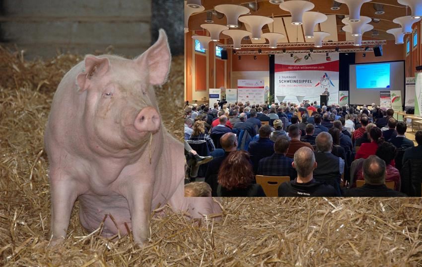 Medieninformation: Schweinefleisch aus Thüringen vor dem Aus