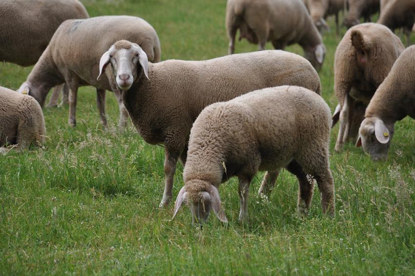 Ausbruch der Blauzungenkrankheit in Rheinland-Pfalz