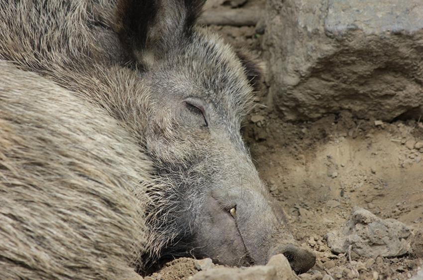 Medieninformation: Afrikanische Schweinepest - Schwarzwildbestände müssen drastisch reduziert werden