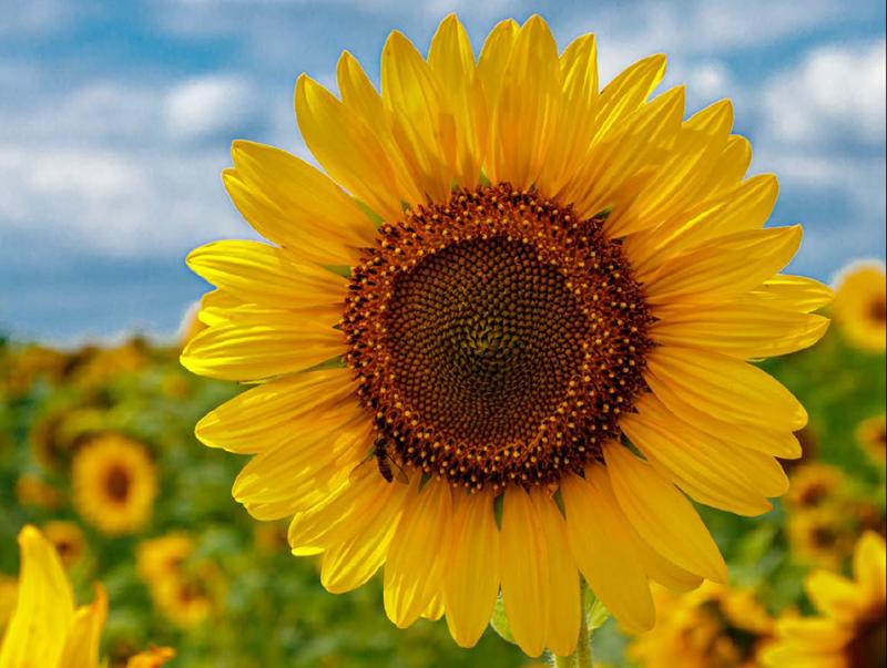 Anbauratgeber Sonnenblume