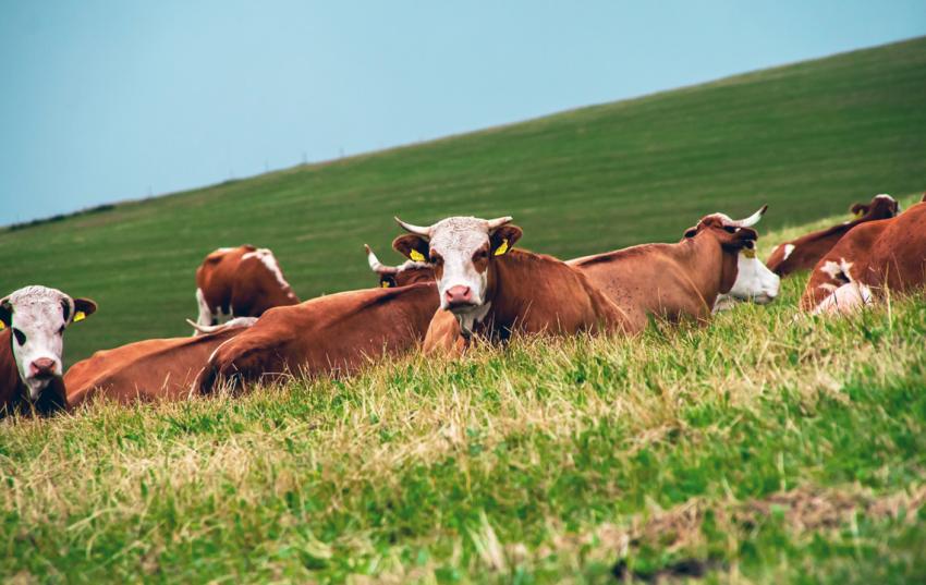 Positionspapier zur ökologischen Landwirtschaft in Thüringen: Branchenverbände beziehen Stellung