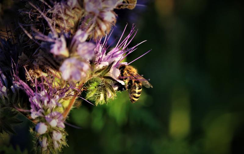 Richtungsweisung bei Neuschreibung der Thüringer Biodiversitätsstrategie