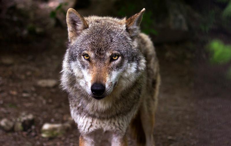 Wolfsgipfel 2023 – Diskussionen zu Herdenschutz und Wolfsmanagement
